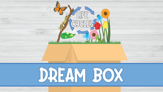 Limited Inventory DREAM BOX - Life Cycles ~ 0*